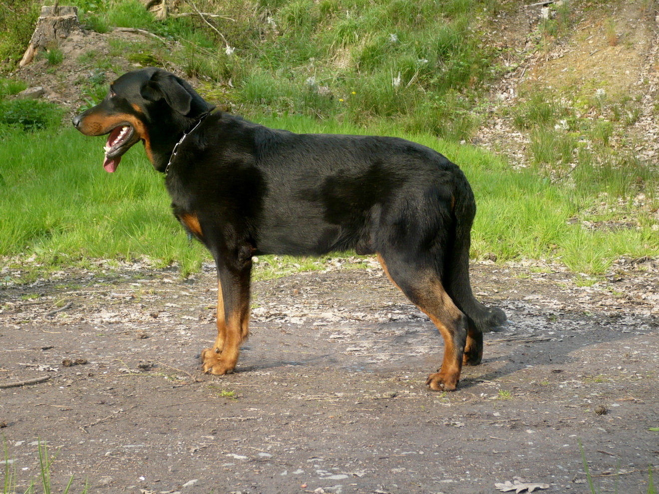 	Hancock Lear Blackgorge