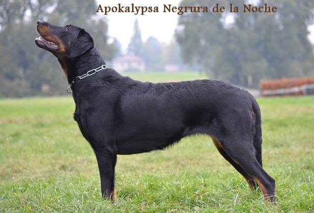 Apokalypsa Negrura de la Noche