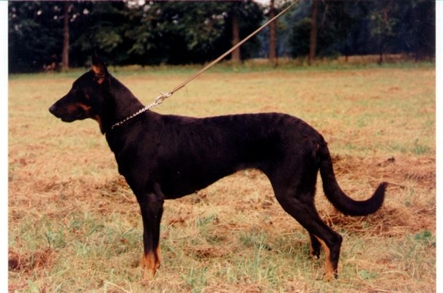 Balou von der Schutzmuhle