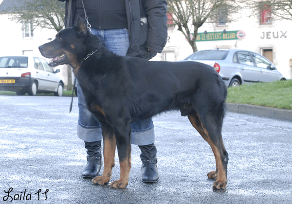 	Rusty de la Vallee des Loups de Mer