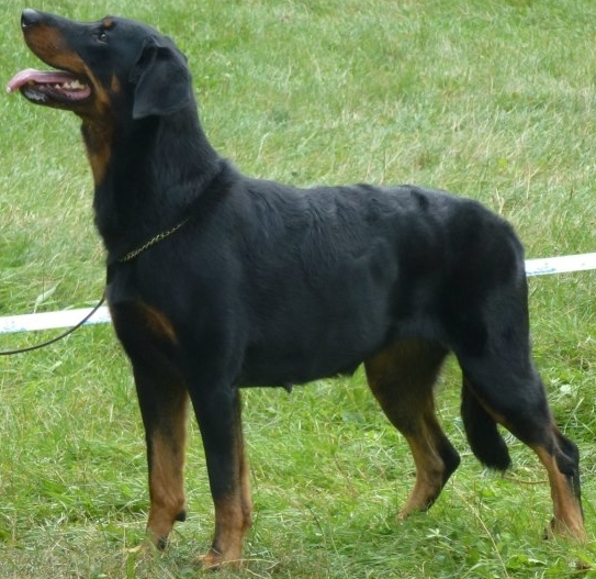 Dextera Astra Canina