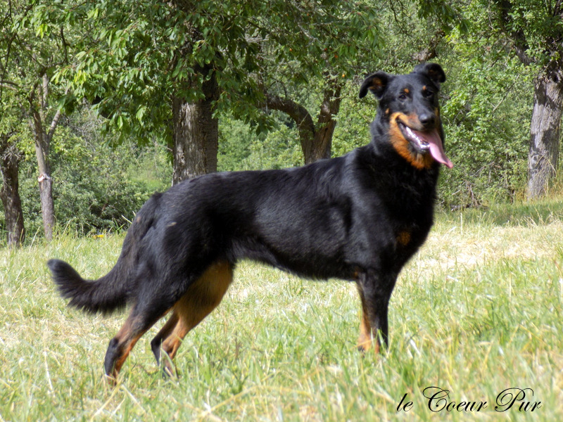 Urepel de Subeltz Beaucerones