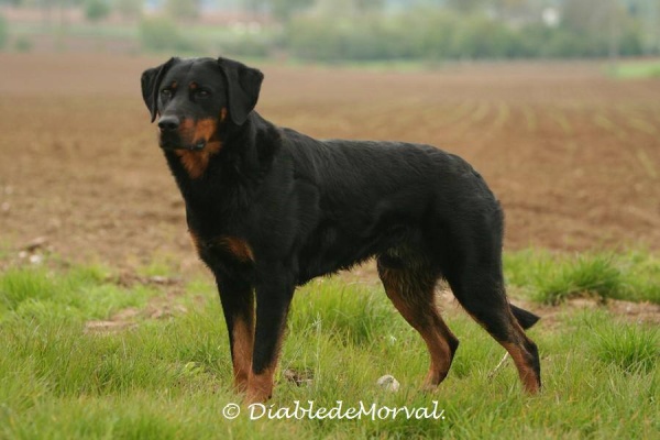 Galik du Diable de Morval