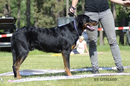 Cardinale Canis Mayrau