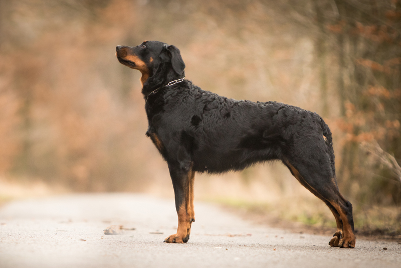 Colorata Canis Mayrau