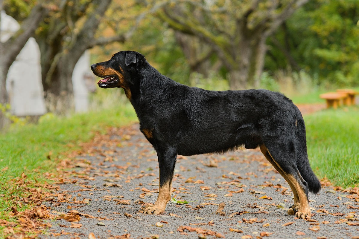 Arwari Dogs Bohemia