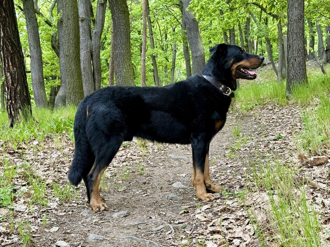 Arwari Dogs Bohemia2