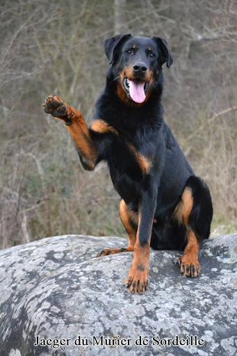 Jaeger du Murier de Sordeille1