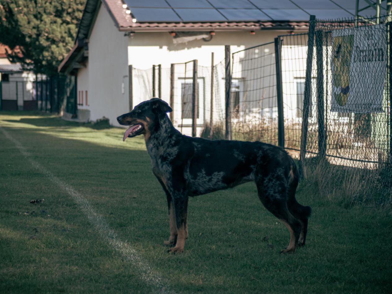 JFemina Grisea Canis Mayrau2