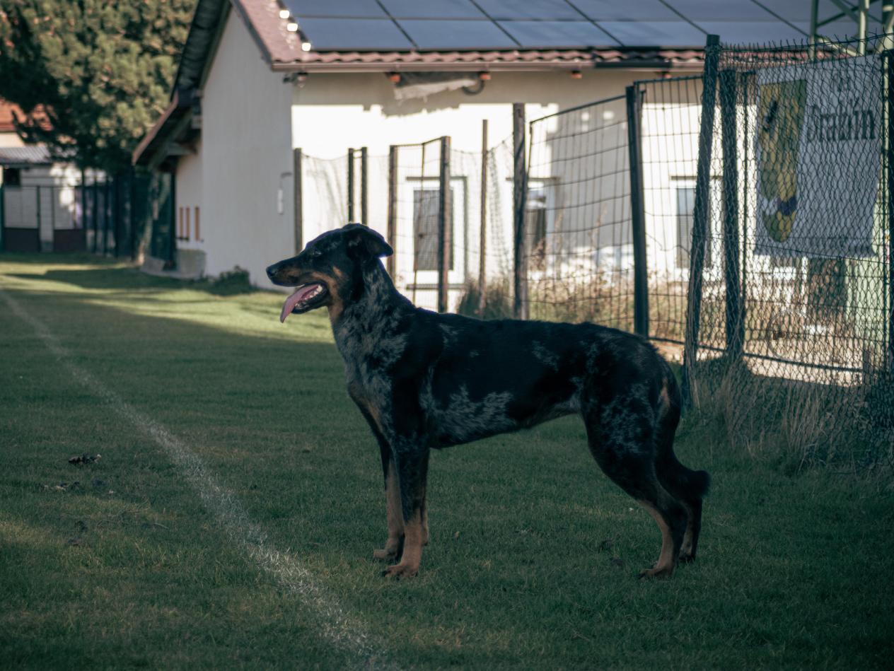 JFemina Grisea Canis Mayrau