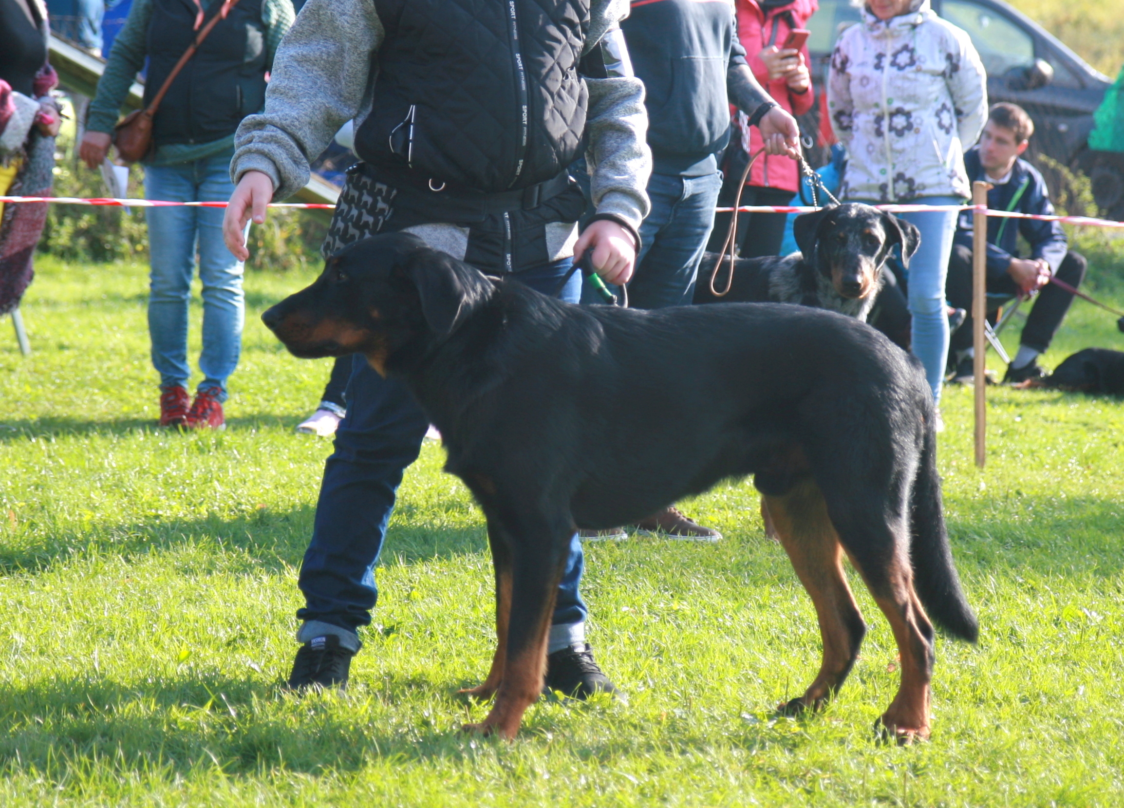 Falco Grizzly Heart Boyard