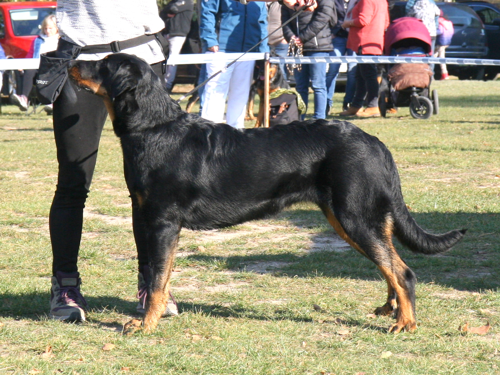 	Rumba du Gex dEmplume