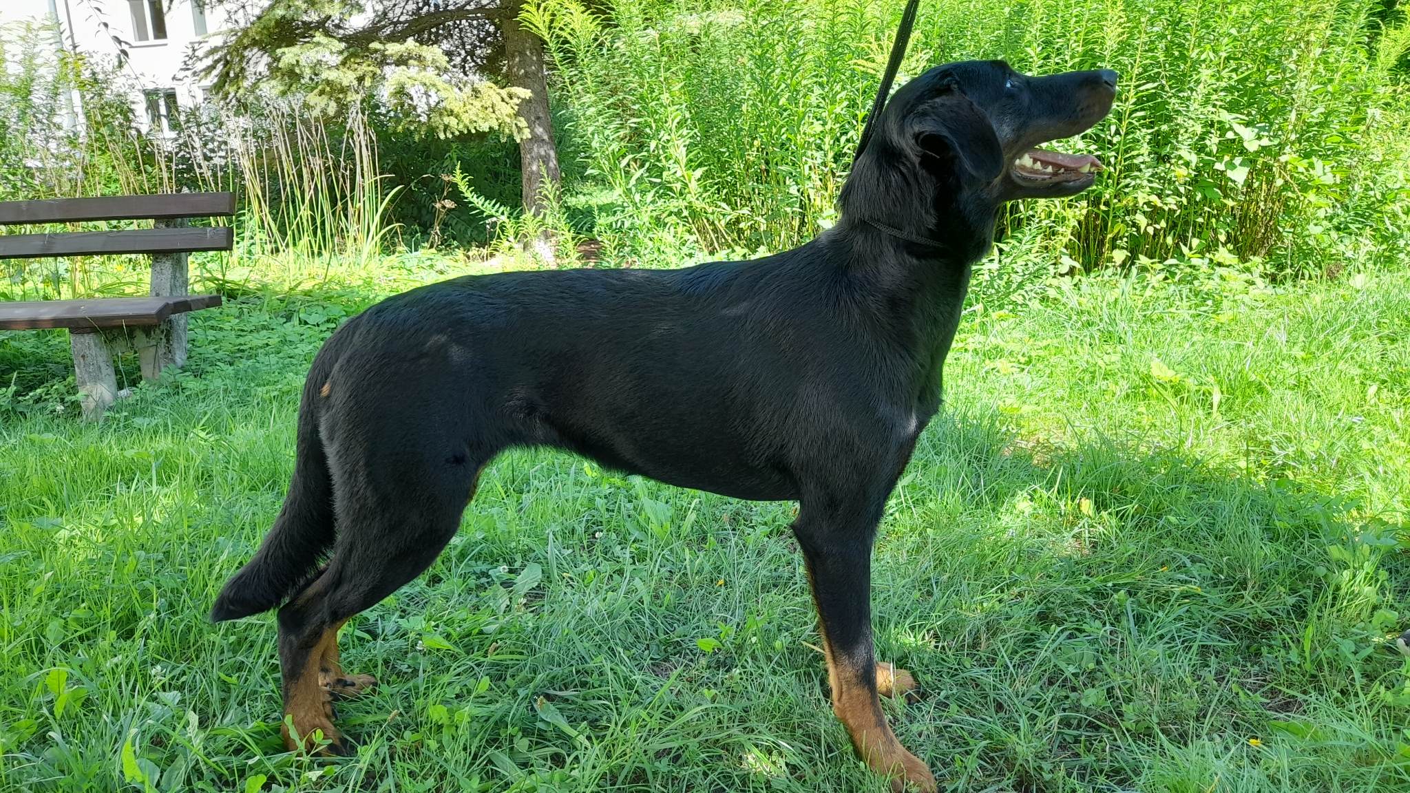 Diamond sanivege postoj