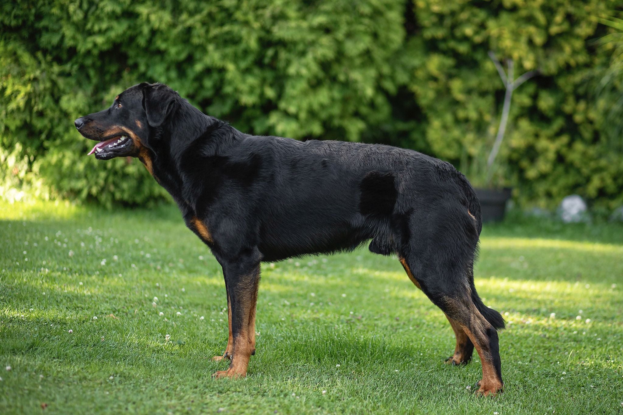 Athos Coeur de Famille4