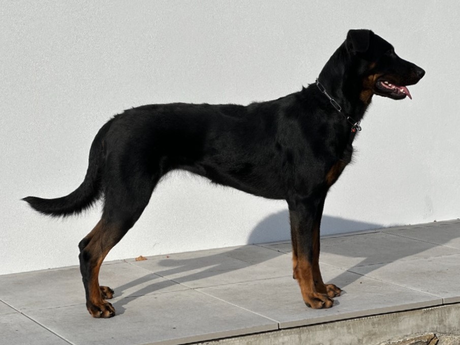 	Mirabiletrix Canis Mayrau