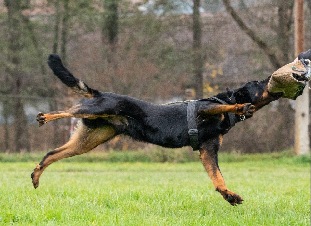 Nigreo ex Fautrix Canis Mayrau2