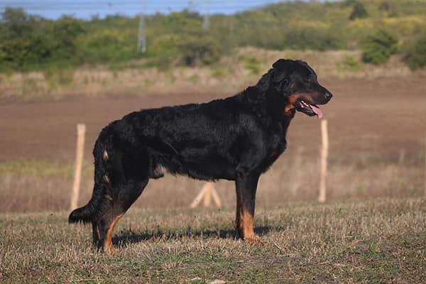 Marley l'Ame du Loup postoj