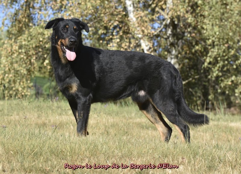 Rogon le Loup de la Bergerie d'Elan postoj