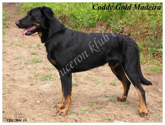 Coddy Gold Madeira