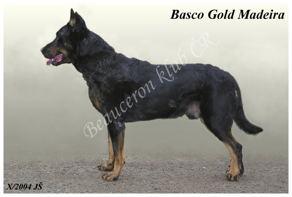 Basco Gold Madeira