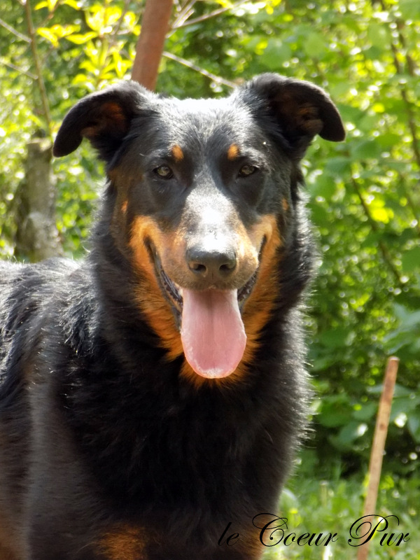 Urepel de Subeltz Beaucerones