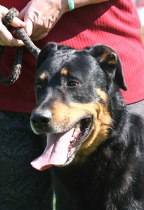 Aster Corral Corgucy