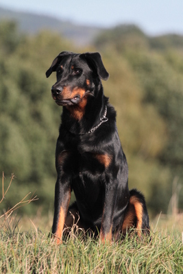 Cardinale Canis Mayrau1