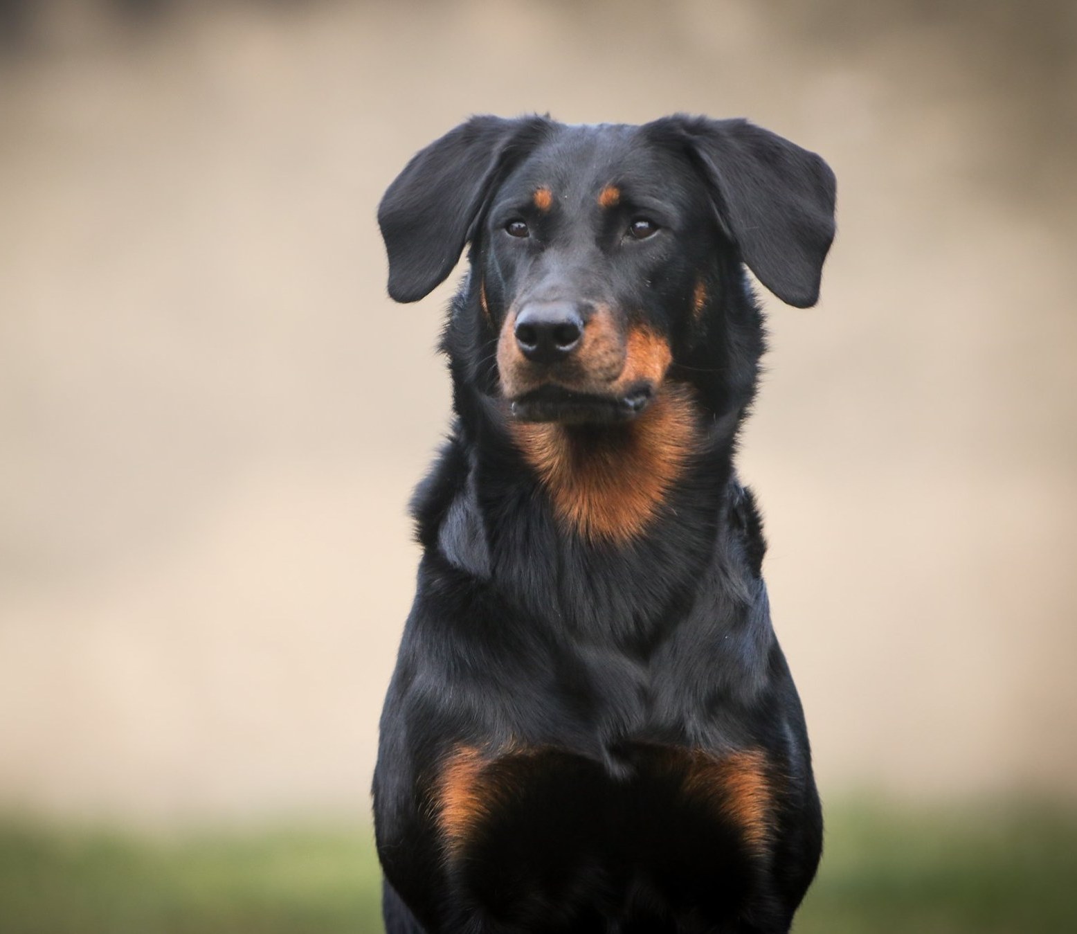 Colorata Canis Mayrau