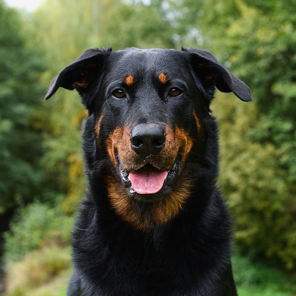 Arwari Dogs Bohemia