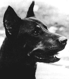 	Kady (005211 - 1961)