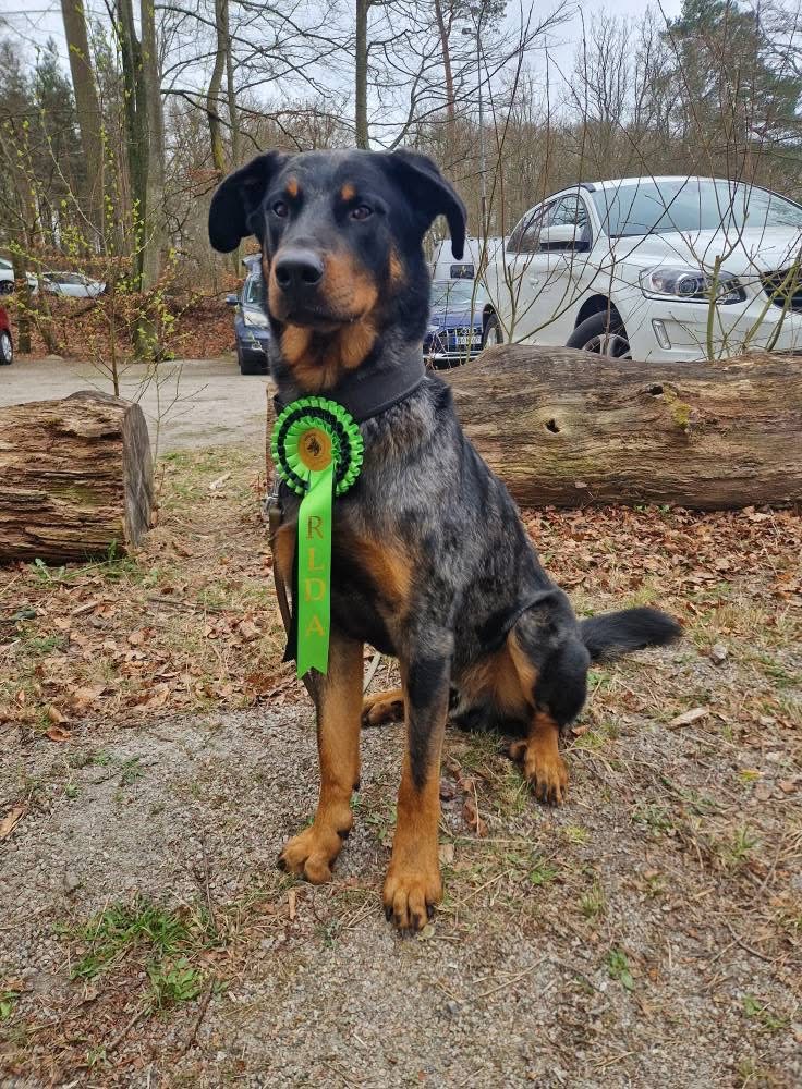 J Amicus Griseo Canis Mayrau