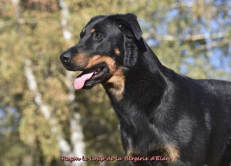 Rogon le Loup de la Bergerie d'Elan