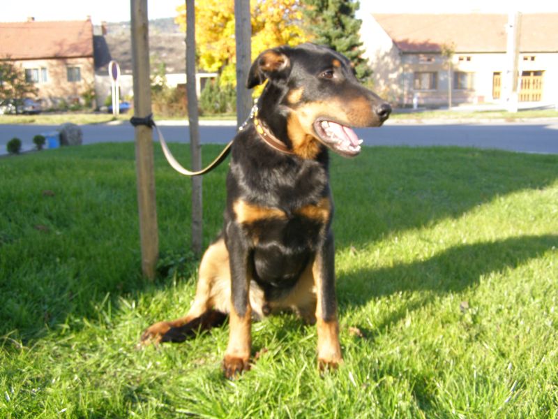 Cooper