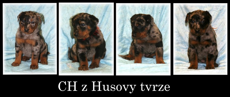 CH z Husovy tvrze