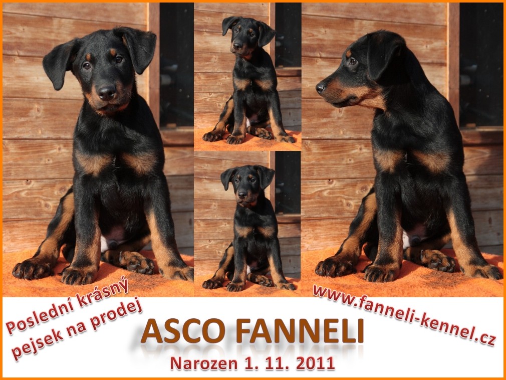 Asco Fanneli