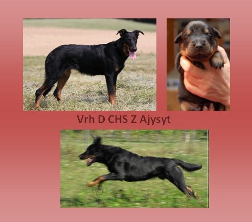 D z Ajysyt