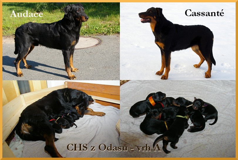 A z Odasu
