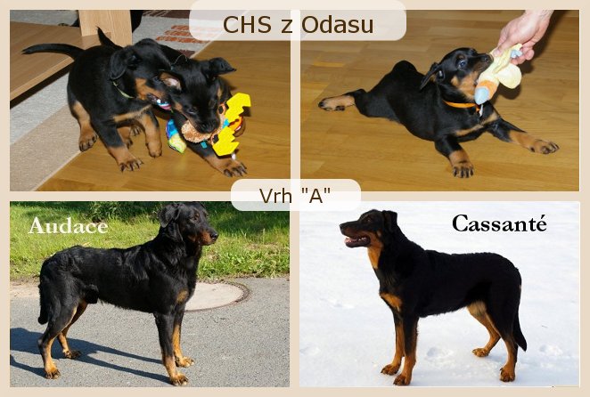 A z Odasu