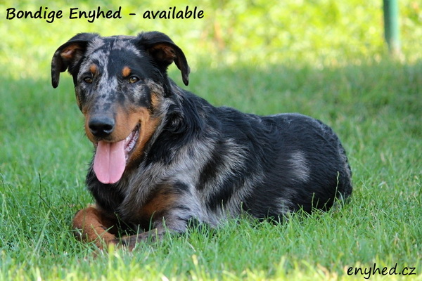 enyhed