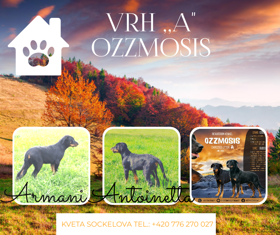 Antoinetta a Armani Ozzmosis