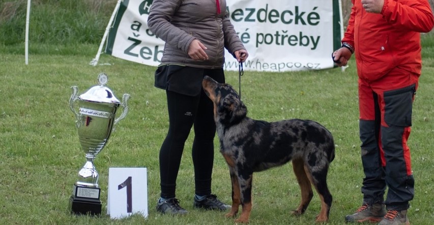 Noctiluca Canis Mayrau