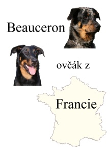 Chov v beauceron v R a Beauceron