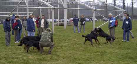 Beauceronci a jejich pnci