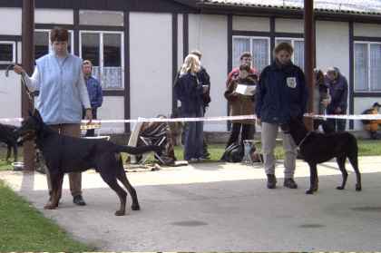 Fram z Kolkova rane (BOB) a Dorothea Gold Madeira (klubov vtz)