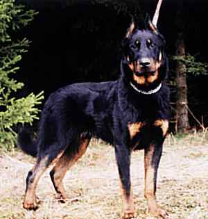 Apache de l'Amouraudire
