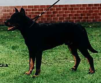 Bady z Kolkova rane